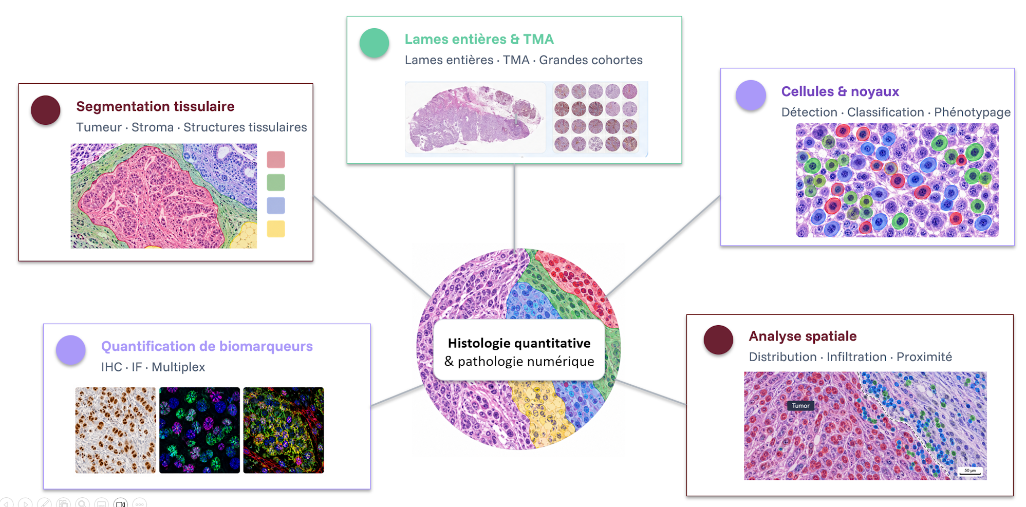 Analyse quantitative d’images d’histologie et de pathologie numérique incluant lames entières et TMA, segmentation tissulaire, classification des cellules et noyaux, quantification de biomarqueurs et analyse spatiale